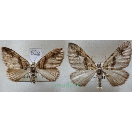 Pareulype berberata (Denis & Schiffermüller, 1775) pair Paśnik berberysek Czech62g